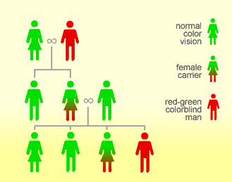Red-Green Color Blindness Inheritance Pattern
