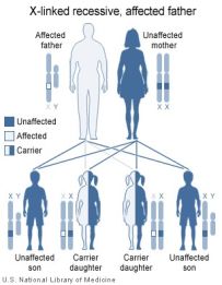 Color Blindness Hereditary Chart