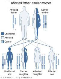 Colorblind Genetics Chart