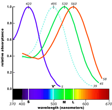 cone sensitivity