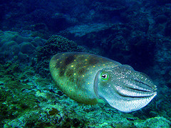 Giant Cuttlefish