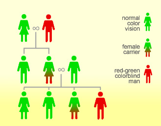 Red Green Color Blindness Pedigree Chart