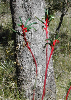 Red and Green Kangaroo Paw