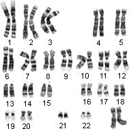 Colorblind Genetics Chart