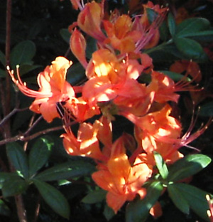 Orange Spring Blossoms