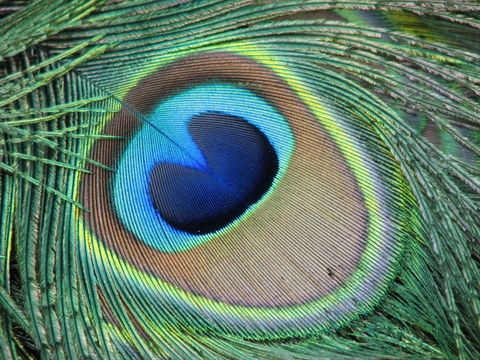 Peacock Eye