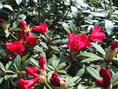 Red Spring Blossoms